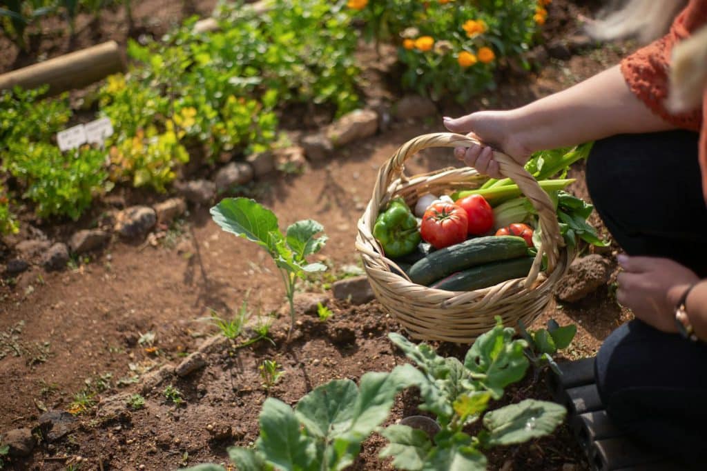 Moestuin bemesten